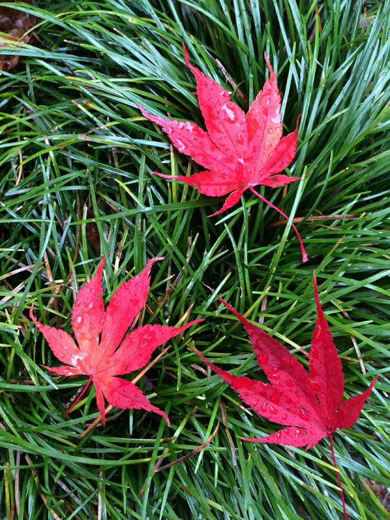 Double Exposure iPhone Portraits 19