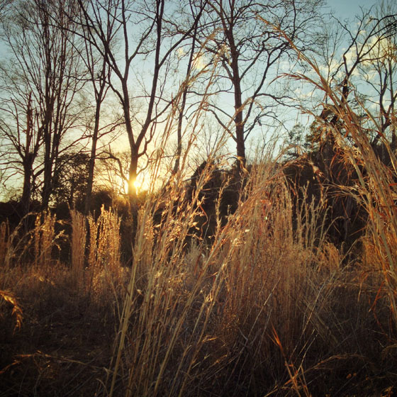 Nature iPhone Photos 17