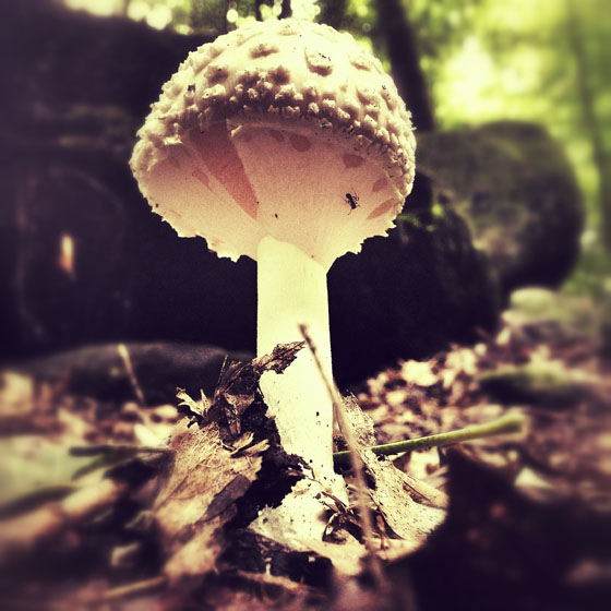 Nature iPhone Photos 6