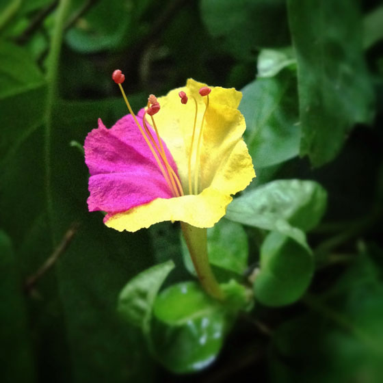 Nature iPhone Photos 9