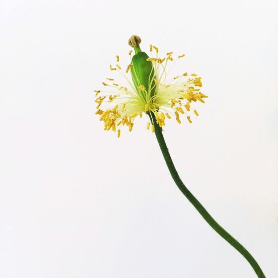 iphone-photography-tips-2