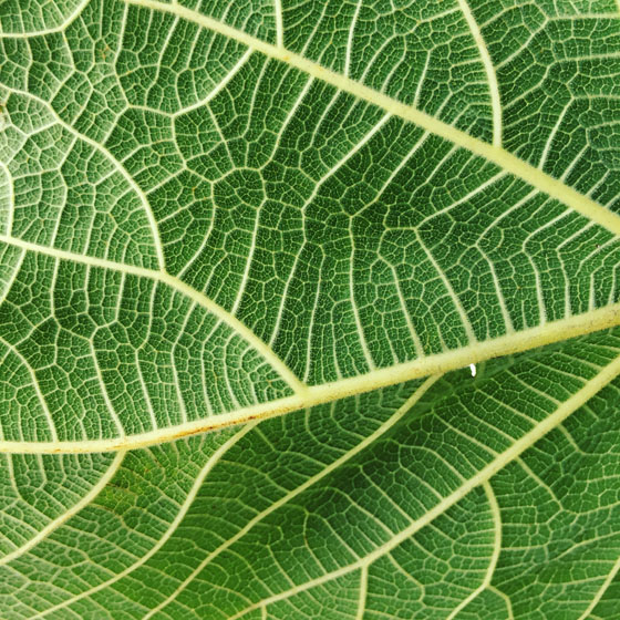 iphone-photography-tips-46