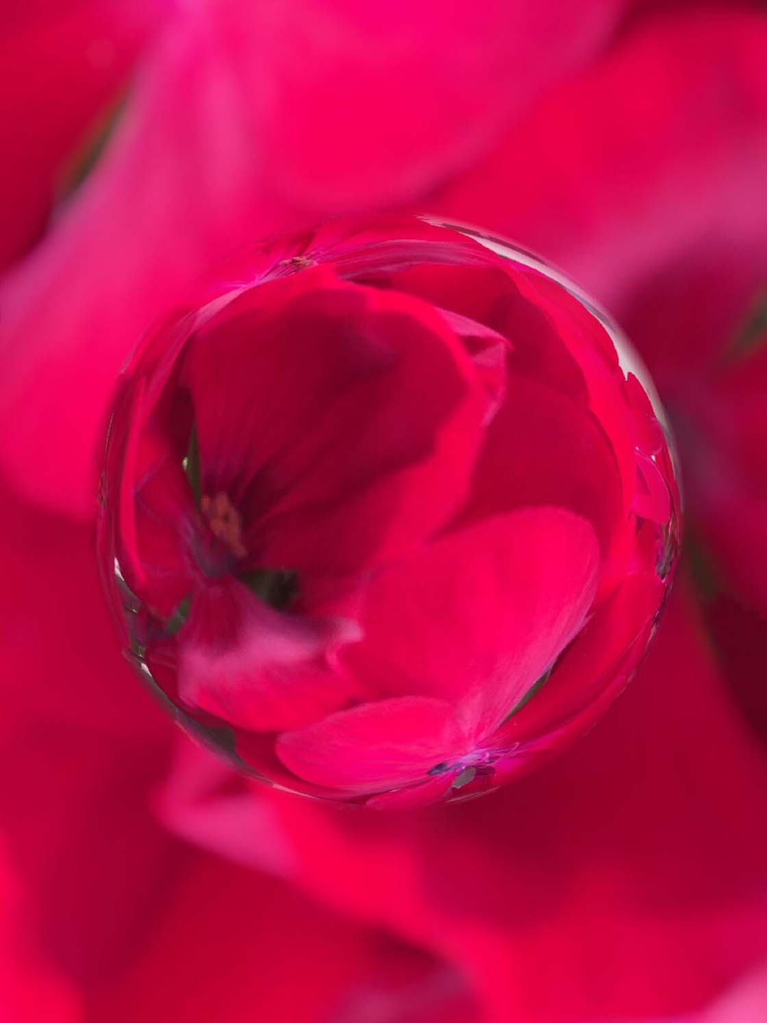 30 Beautiful Photos Of Flowers Taken With The iPhone