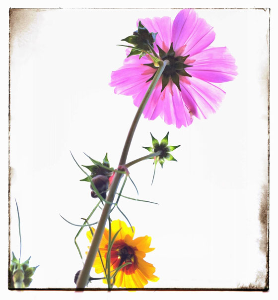 30 Incredible iPhone Photos In Square Format