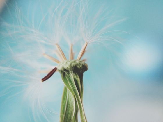What is the best option for taking a macro photography